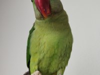 8-9 Aylık Erkek Alexander Tekirdağ İçi Elden Teslim