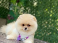 Orjinal Ayıcık Surat Dişi Pomeranian Boo