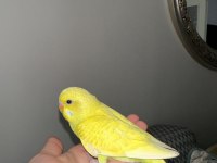 Yeni Yeme Düşen Muhabbet Kuşu Yavrular Esenler İstanbul