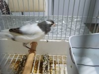 Erkek malta eğitici kuştur