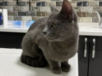 Acil sahiplendirme kedi