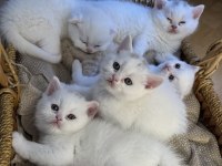 Sahiplendirmeye Hazır 5 Kardeş Kedimiz