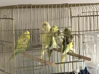 3-6 Aylık Arası Muhabbet Kuşu Bebişler