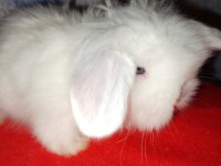 Teddy lop tavşan yavrular 30 günlük mavi göz