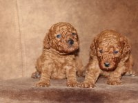Red Poodle Yavrular İzmir