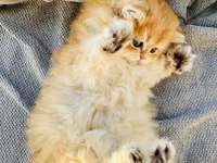 Fas Kanli Golden British Longhair Kedi