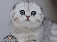 Canım tosbik silver scottish fold shorthair