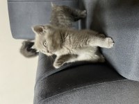 2 Aylık British Shorthair Kedilerimiz Yuva Arıyor