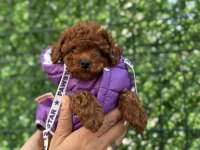 Çok şirin toy poodle bebeğimiz
