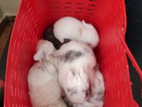 Hollanda Cüce Tavşan Yavruları