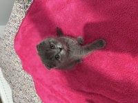 2 Aylık Scottish Fold Kedimiz İçin Yuva Olur Musun?
