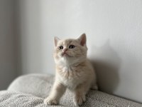 Acil sahiplendirme 2 aylık kedimiz