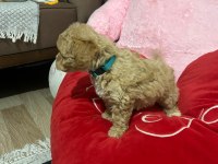 Dişi Aylık Poodle