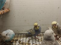 Yerli-jumbo kırığı-show jumbo muhabbet kuşlar