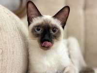 Siyam Kedilerimizi Sahiplendirmek İstiyoruz