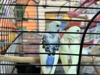 3 Adet Yavru Muhabbet Kuşu