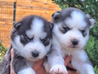 Sibirya Kurdu Bebek Köpekler