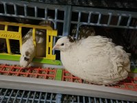 Teksas bıldırcını yumurtlar vaziyette