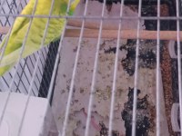 Yavru Ve Yetişkin Çift Kuşlar Ve Sultan Papağanı