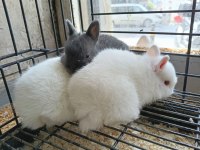 Türkiye'nin Her İline Gönderim Cüce Tavşan Yavruları