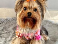 Teacup mini yorkshire terrier