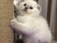 45 Günlük Bebek Kediler