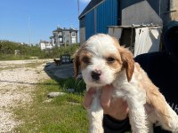 Satılık 45 Günlük American Cocker Yavrular Yeni Yuva Arıyor