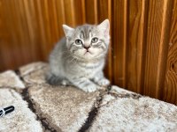 Gri British Shorthair Güzellikler