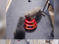 British shorthair kedilerimiz