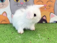 Hollanda Teddy Lop Tavşanı Gönderim Yapılır