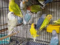 Sevda Cennet Papağanı Yavrular