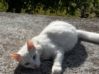 British dişi kedimiz