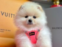 Safkan Pomeranian Boo Yavrular