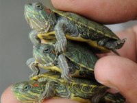 Su Kaplumbağaları Ve Tüm Malzemeleri Aynı Gün Adrese Teslim