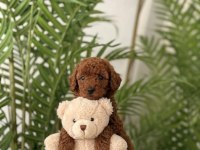 Toy Poodle 2,5 Aylık Yavrular