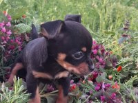 Teacup Dişi Chihuahua Bebekler