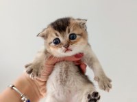 50 günlük scottish yavrular