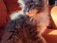 Eşsiz Renkleri Ve Dopdolu Şecereleri İle Safkan Maine Coon Yavrularım