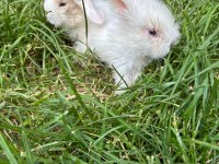 Konya'da Sahibinden Hollanda Lop Tavşan Yavruları