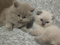 A kalite bluepoint safkan kediler teslime hazır