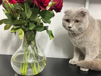 4 yaşında uysal sevimli scottish fold