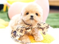 Kore Maltipoo Bebek Köpeklerim