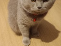 Duman 1 yaşında ayı surat kedimiz