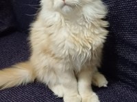 Anne Baba Şecereli Safkan Yavru Maine Coon