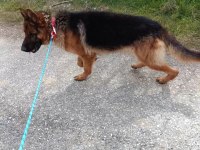 A Şecere Alman Kurdu