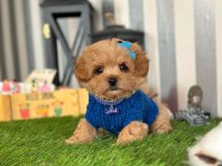 Maltipoo Köpeği Yavrular