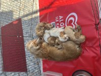 Amerikan cocker yavrular