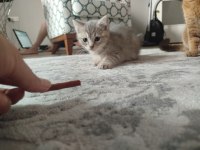 Kedimiz Puki Yeni Yuvasını Arıyor