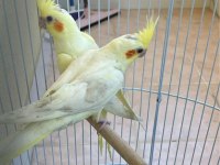 Acilen sahiplendirilecek sultan papağanı