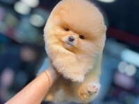 Orjinal Pomeranian Boo